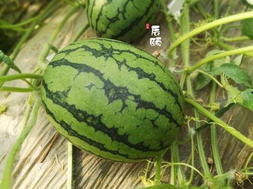 武安吃瓜爆料最新,揭秘娱乐圈最新热点事件 第2张 武安吃瓜爆料最新,揭秘娱乐圈最新热点事件 第2张